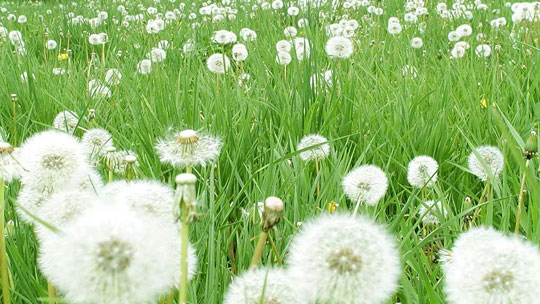 8 bài thuốc dân gian làm nở ngực - 1