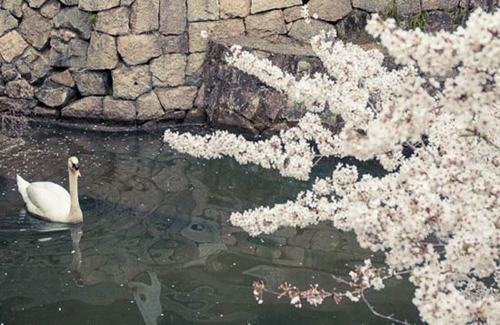 Đến thăm #039;Venice Nhật Bản#039; siêu lãng mạn - 6