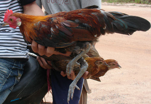 Gà rừng lai - nói khẽ: khỏi chê! - 1