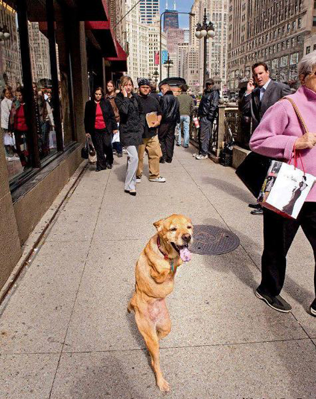 'Chú chó mang tên 'Hope' và nghị lực sống phi thường. Chú có thể đi lại, sinh hoạt bằng hai chân như người'. Nghị lực phi thường của chú chó 'Hope' nhận được 14,583 lượt like của cộng đồng mạng.