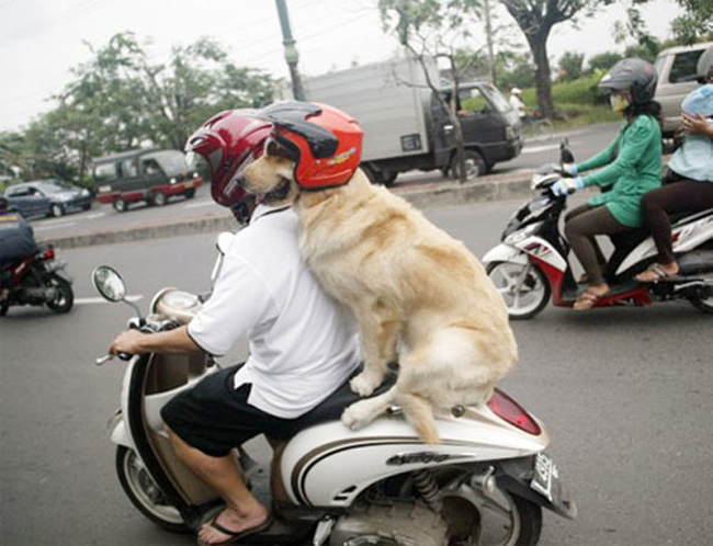Chú chó ngoan ngoãn đội mũ bảo hiểm ngồi sau xe một người đàn ông được nhiều người thích.