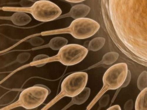 Trứng và tinh trùng sống được bao lâu? - 1