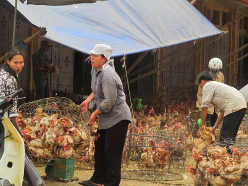 Gà lậu vẫn âm thầm vào chợ - 1