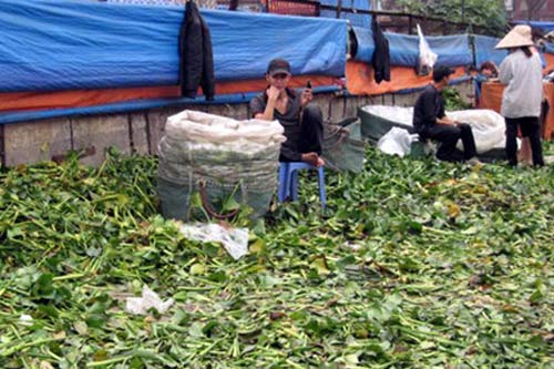 Kiếm hơn chục triệu một tháng từ lá xà cừ, bèo - 1