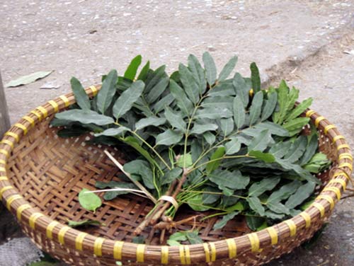 Kiếm hơn chục triệu một tháng từ lá xà cừ, bèo - 2