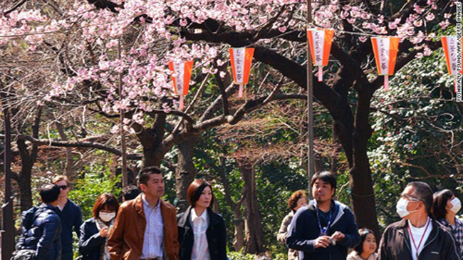 “Hanami” hay còn gọi là “ngắm hoa anh đào” là thú tiêu khiển của Nhật Bản, đã có thể bắt đầu sớm vào năm nay.
