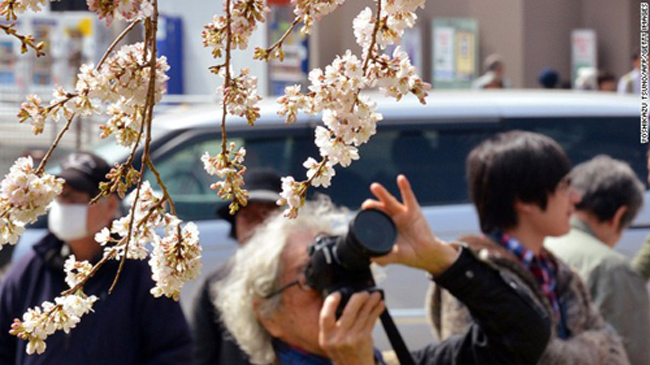 Mùa Xuân năm nay hoa anh đào bắt đầu nở sớm nhất trong lịch sử tại thành phố Miyazaki, Fukuoka, vào ngày 13/3. 
