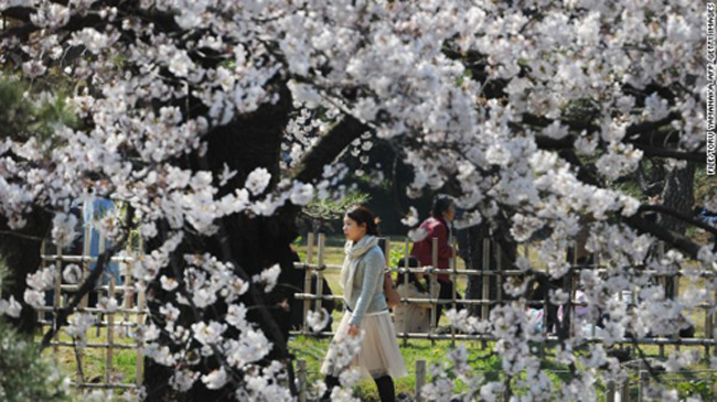 Hàng triệu du khách Nhật Bản và quốc tế đổ về Tokyo chiêm ngưỡng vẻ đẹp tuyệt vời của hoa anh đào