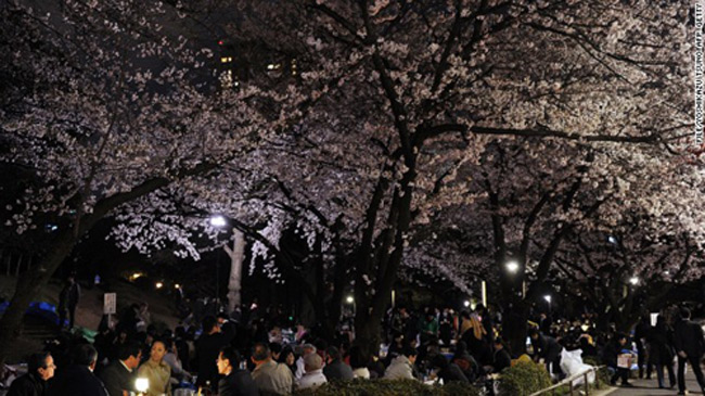 Mọi nơi ở Nhật Bản, bao gồm cả Tokyo được thông báo về nhiệt độ cao kỷ lục vào mùa xuân, nguyên nhân làm hoa anh đào nở sớm
