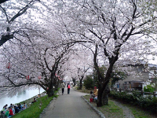 Thú ngắm hoa anh đào rất phổ biến ở hầu hết tất cả các công viên ở Tokyo. Những người đi dã ngoại cần đến lúc 8 giờ sáng để kiếm chỗ
