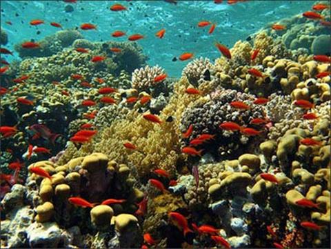 10 quot;thiên đườngquot; tuyệt đẹp dưới lòng biển sâu - 14