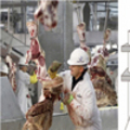 Tin tức - Thịt bò Mỹ cũng nhiễm... E.coli