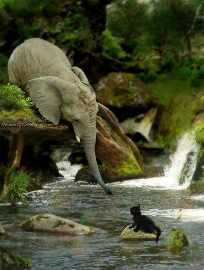 Một hành động thật đẹp trong thế giới loài vật: Giúp đỡ nhau lúc khó khăn.