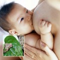 Làm mẹ - Ăn lá lốt bị mất sữa, 'cứu' em!