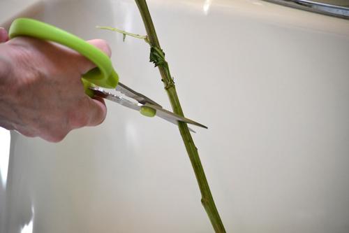 Cắm hoa cúc trang trí bàn ăn cuối tuần - 4