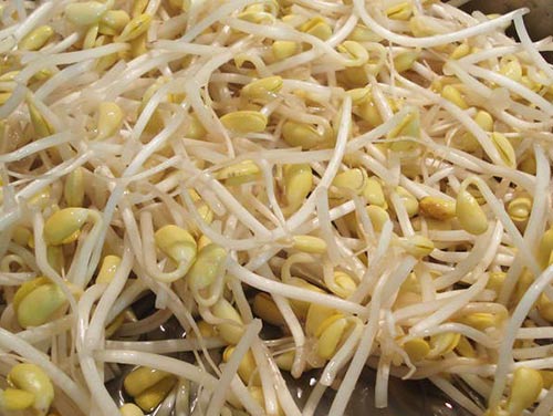 Con lười ăn, mẹ năng nấu: giá đỗ - 1