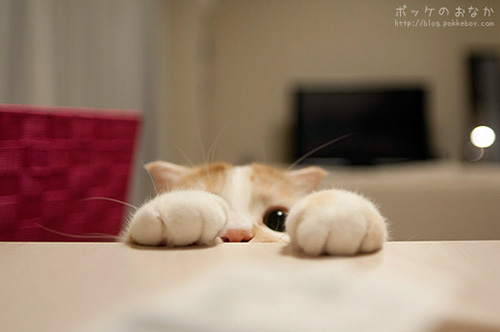 Pokke - Chú mèo ngây thơ nhất thế giới - 14