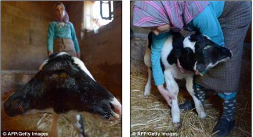 Kỳ lạ bò sữa hai đầu ở Ma rốc - 3