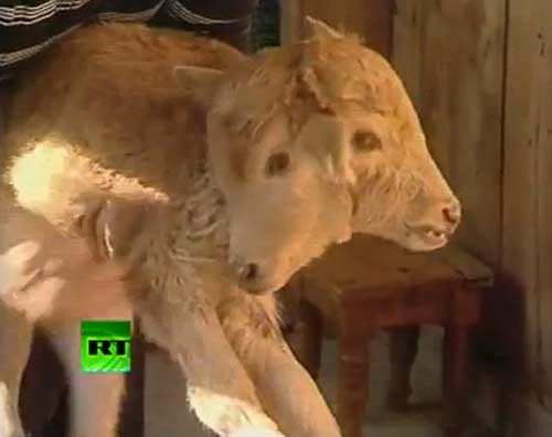 Kỳ lạ bò sữa hai đầu ở Ma rốc - 5