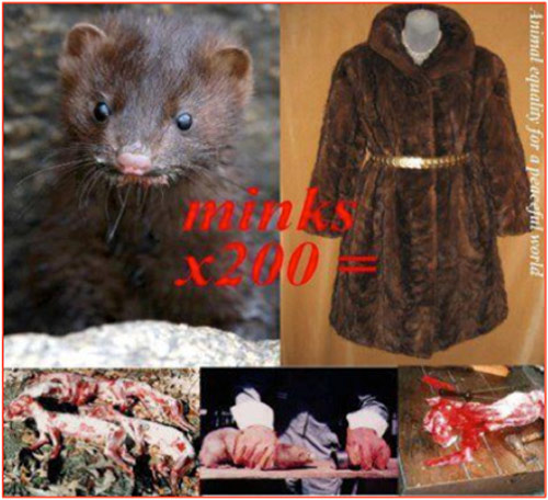 Sự thật dã man đằng sau chiếc áo lông thú - 11