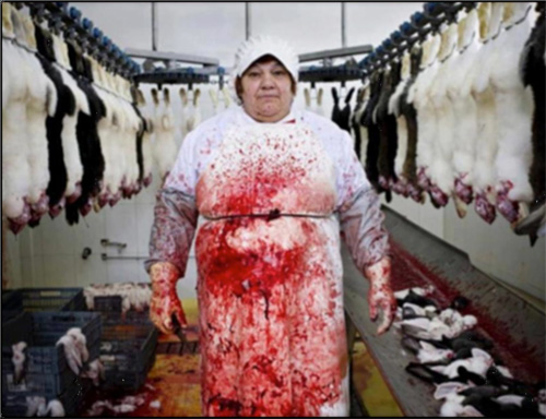 Sự thật dã man đằng sau chiếc áo lông thú - 12