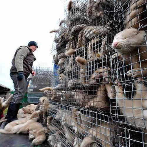 Sự thật dã man đằng sau chiếc áo lông thú - 13