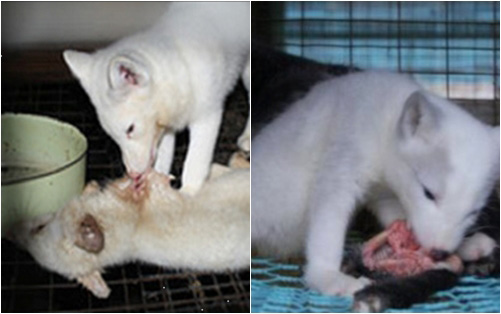 Sự thật dã man đằng sau chiếc áo lông thú - 15