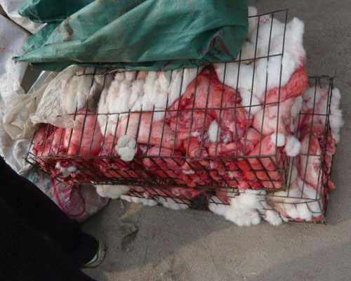 Sự thật dã man đằng sau chiếc áo lông thú - 8