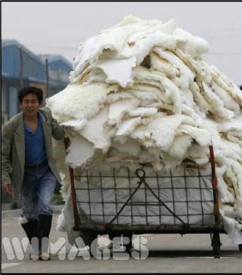 Sự thật dã man đằng sau chiếc áo lông thú - 16