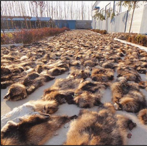 Sự thật dã man đằng sau chiếc áo lông thú - 17