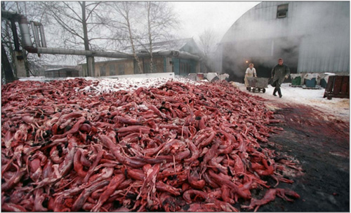 Sự thật dã man đằng sau chiếc áo lông thú - 18