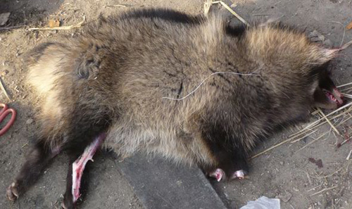 Sự thật dã man đằng sau chiếc áo lông thú - 3