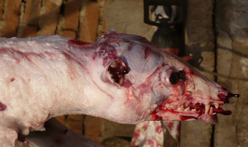 Sự thật dã man đằng sau chiếc áo lông thú - 4