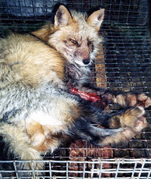 Sự thật dã man đằng sau chiếc áo lông thú - 5