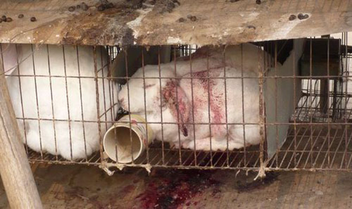 Sự thật dã man đằng sau chiếc áo lông thú - 6