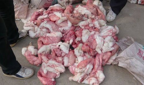 Sự thật dã man đằng sau chiếc áo lông thú - 7