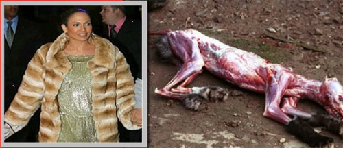 Sự thật dã man đằng sau chiếc áo lông thú - 9