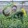 Tin tức - Hoa làng Tây Tựu khoe sắc đón Tết Nguyên đán