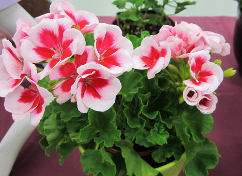 3 loài hoa đẹp đuổi muỗi #039;cực đỉnh#039; - 11