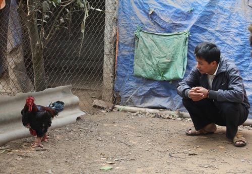 Cận cảnh gà Đông Tảo có giá 17 triệu đồng - 1