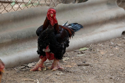 Cận cảnh gà Đông Tảo có giá 17 triệu đồng - 2