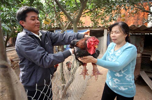 Cận cảnh gà Đông Tảo có giá 17 triệu đồng - 3