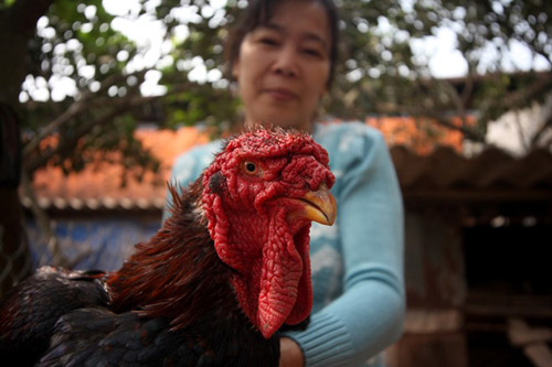 Cận cảnh gà Đông Tảo có giá 17 triệu đồng - 4