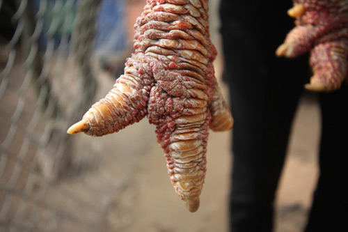 Cận cảnh gà Đông Tảo có giá 17 triệu đồng - 6