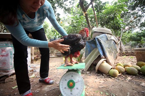 Cận cảnh gà Đông Tảo có giá 17 triệu đồng - 7
