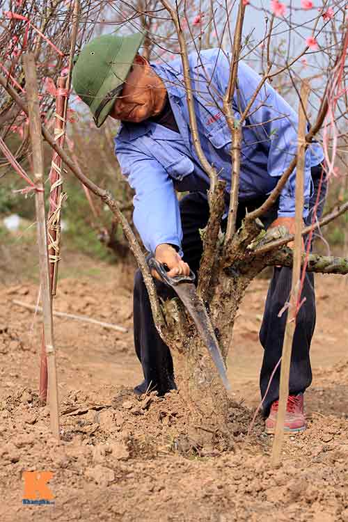 #039;Đào đại gia#039; hút khách dịp Tết - 7