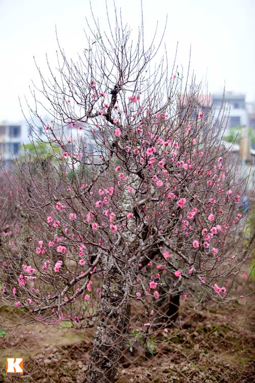 Đào Nhật Tân bắt đầu bung nở đón Tết Giáp Ngọ - 6