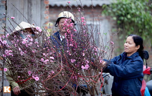 Đào Nhật Tân bắt đầu bung nở đón Tết Giáp Ngọ - 14