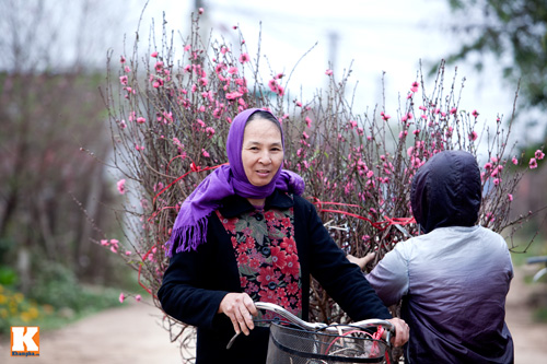 Đào Nhật Tân bắt đầu bung nở đón Tết Giáp Ngọ - 13