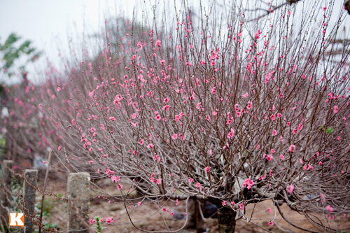 Đào Nhật Tân bắt đầu bung nở đón Tết Giáp Ngọ - 1